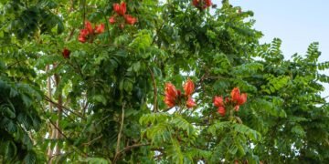 Cidade do sul do país proibi cultivo de árvore por preocupação e risco para abelhas