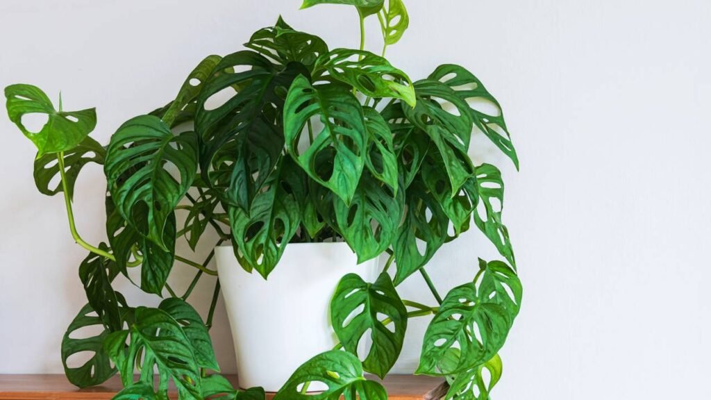 Plantas que amam sombra e transformam qualquer casa em um refúgio natural