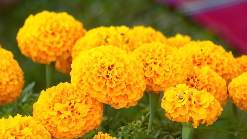 As plantas que resistem onde tudo seca e ainda perfumam o ambiente