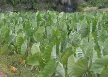 Essa folha simples pode fazer mais pela sua saúde que suplementos caros