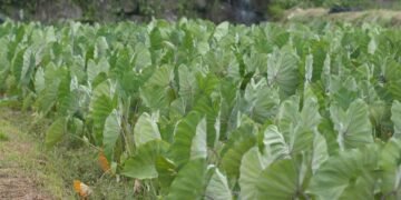 Essa folha simples pode fazer mais pela sua saúde que suplementos caros