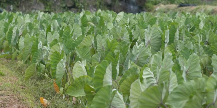 Essa folha simples pode fazer mais pela sua saúde que suplementos caros