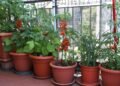Economize no mercado cultivando tomates frescos na sua varanda
