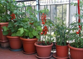 Economize no mercado cultivando tomates frescos na sua varanda