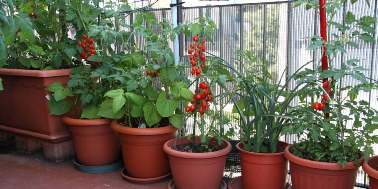 Economize no mercado cultivando tomates frescos na sua varanda