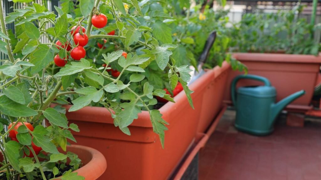 Economize no mercado cultivando tomates frescos na sua varanda