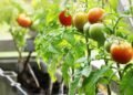 Comecei a plantar tomate por curiosidade e acabei apaixonado pela colheita