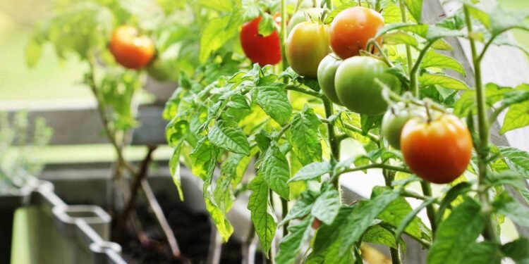 Comecei a plantar tomate por curiosidade e acabei apaixonado pela colheita