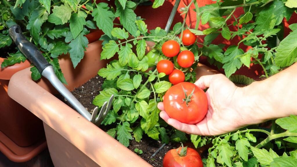 Comecei a cultivar tomates na varanda e agora nunca mais compro no mercado