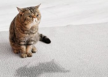 Como eliminar o cheiro de urina de gato e evitar contaminação no ambiente