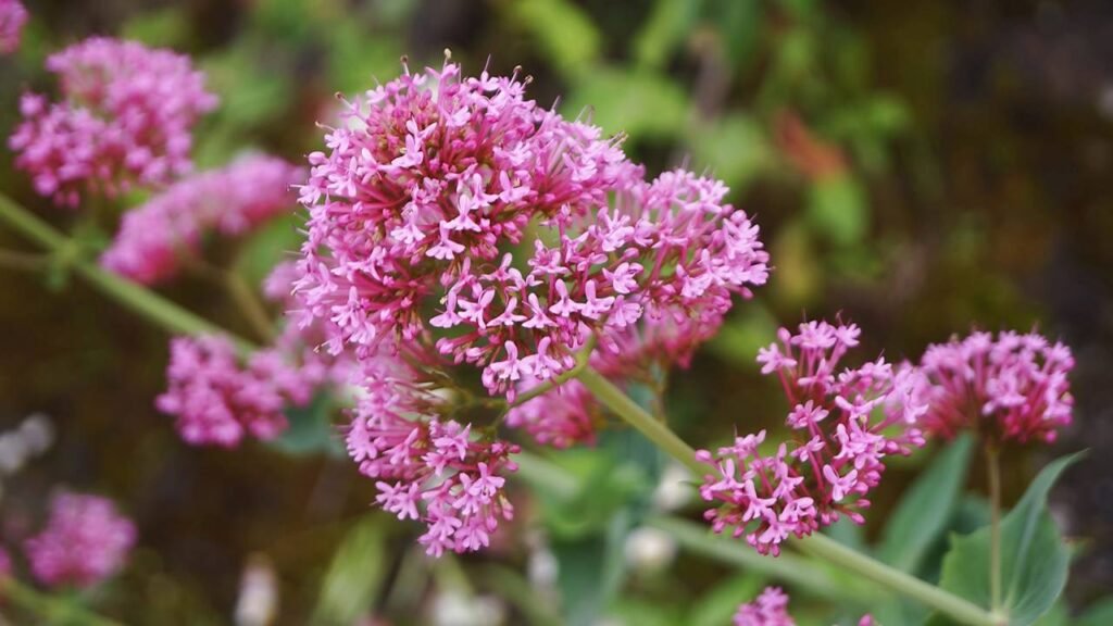 3 plantas perfeitas para montar seu jardim do sono e relaxar à noite