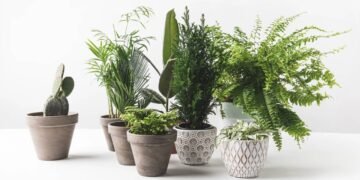 As melhores ideias para substituir vasos comuns com estilo e sustentabilidade