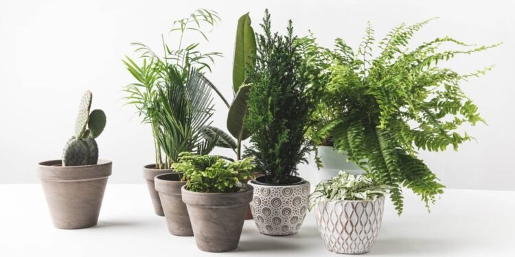 As melhores ideias para substituir vasos comuns com estilo e sustentabilidade