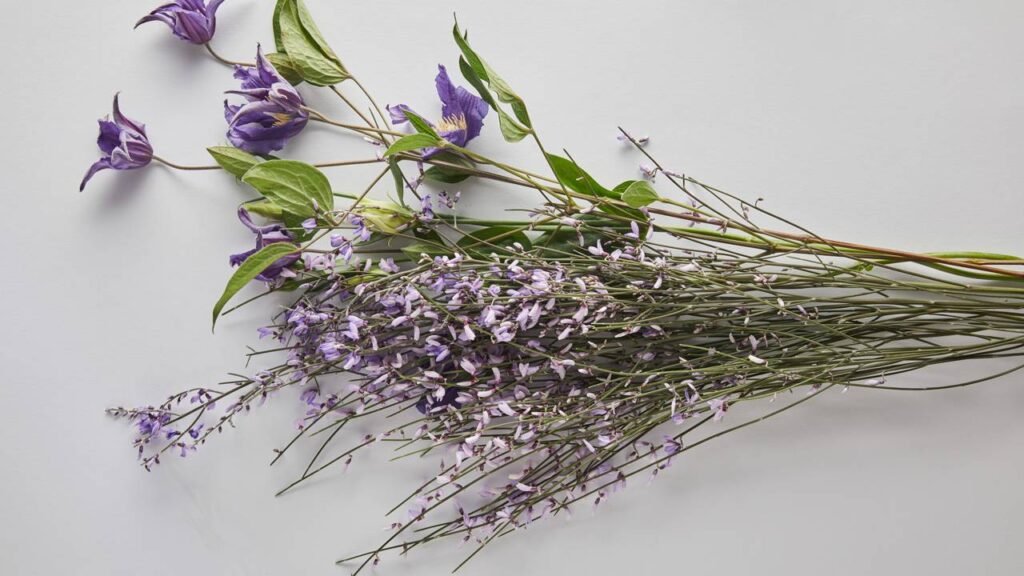 O cuidado mais poderoso para ter violetas floridas o ano inteiro