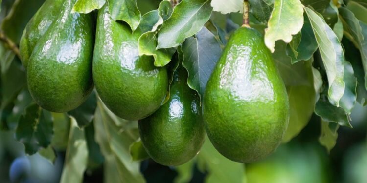 Propagar um árvore de palta ou abacate - Créditos: depositphotos.com / microgen