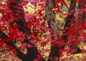 Como ter a árvore asiática mais elegante e colorida na sua pequena varanda