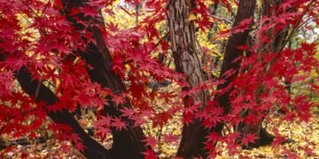 Como ter a árvore asiática mais elegante e colorida na sua pequena varanda