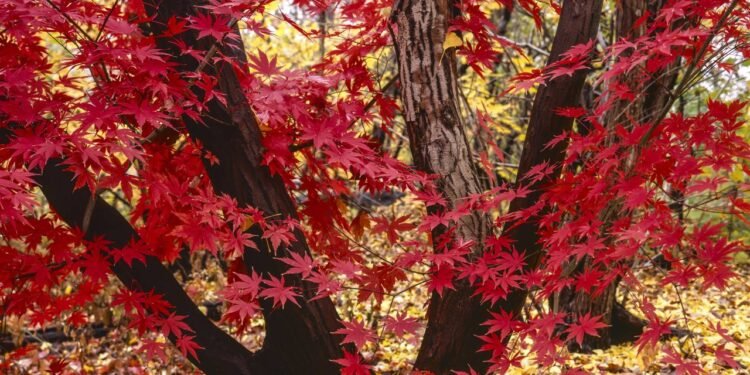 O bordo japonês palmeado - Créditos: depositphotos.com / johnanderson