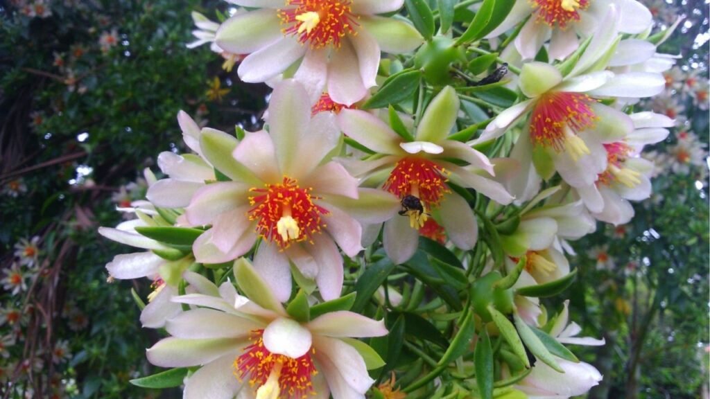 Como cultivar ora-pro-nóbis em casa de forma simples e nutritiva