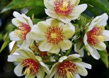 Como cultivar ora-pro-nóbis em casa de forma simples e nutritiva