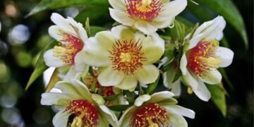 Como cultivar ora-pro-nóbis em casa de forma simples e nutritiva