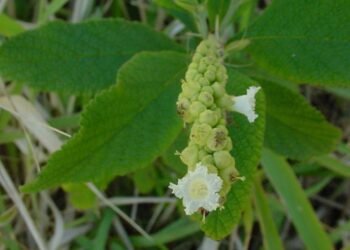 O anti-inflamatório natural mais eficaz que cresce no quintal de casa