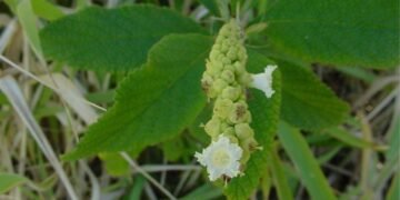 O anti-inflamatório natural mais eficaz que cresce no quintal de casa