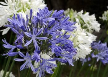 Conheça tudo sobre a flor resistente ideal para varandas e jardins e floresce no Natal