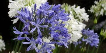 Conheça tudo sobre a flor resistente ideal para varandas e jardins e floresce no Natal