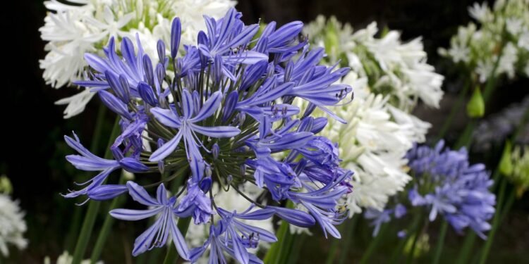 A planta que virou o xodó dos brasileiros nas festas de fim de ano - Créditos: depositphotos.com / lucidwaters