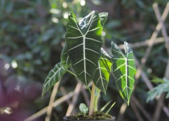 Como fazer a Alocásia crescer exuberante e saudável em casa