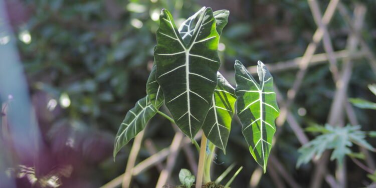 A Alocásia precisa de pelo menos cinco horas de luz solar indireta por dia - Créditos: depositphotos.com / jamaludinyusup