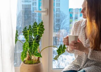 Os 3 lugares onde você nunca deve colocar suas plantas, segundo estudos