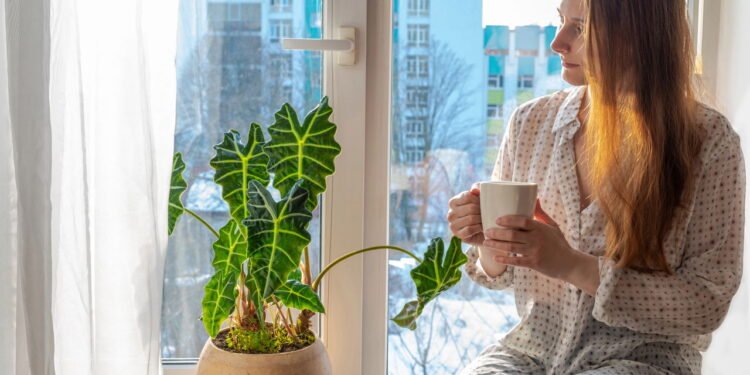 Os 3 lugares onde você nunca deve colocar suas plantas, segundo estudos