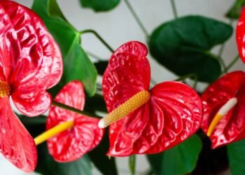 As 5 plantas de interior para um lar mais bonito e acolhedor