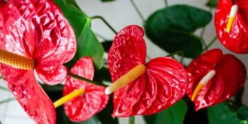 As 5 plantas de interior para um lar mais bonito e acolhedor