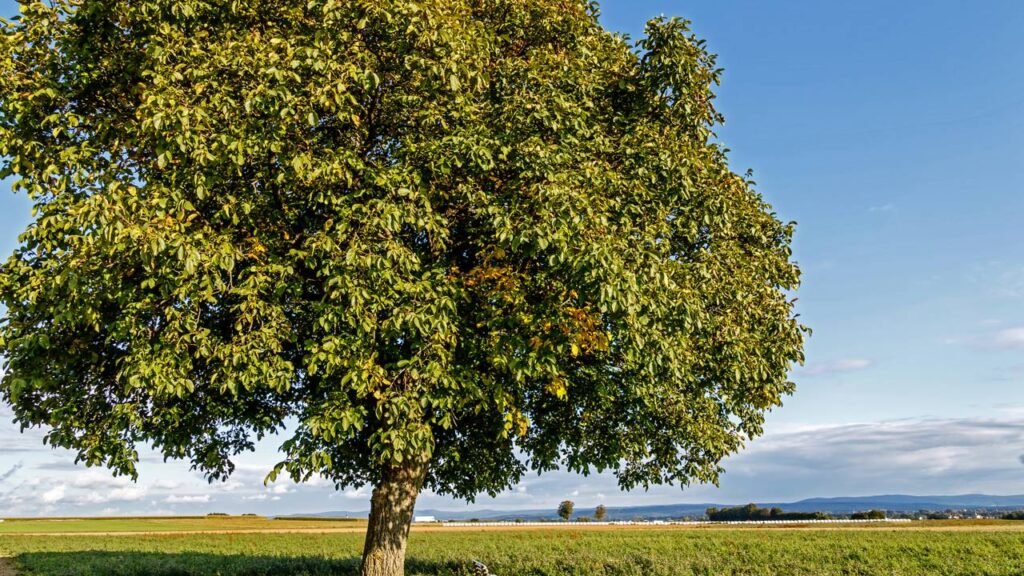 7 árvores que fazem sombra de verdade sem derrubar folhas por todo lado