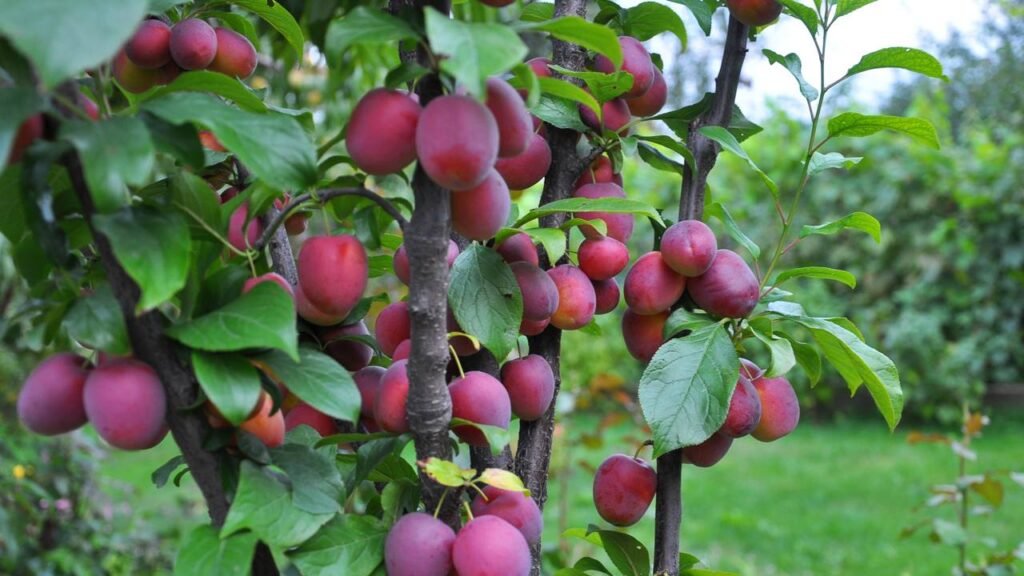 7 árvores ideais para quem quer sombra sem esforço e bagunça