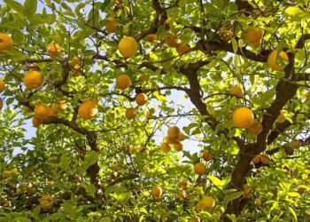 Esqueça os adubos caros, essa receita caseira muda tudo no seu limoeiro