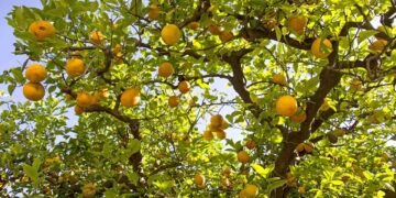 Esqueça os adubos caros, essa receita caseira muda tudo no seu limoeiro