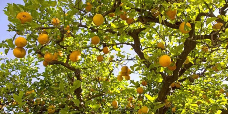 Esqueça os adubos caros, essa receita caseira muda tudo no seu limoeiro