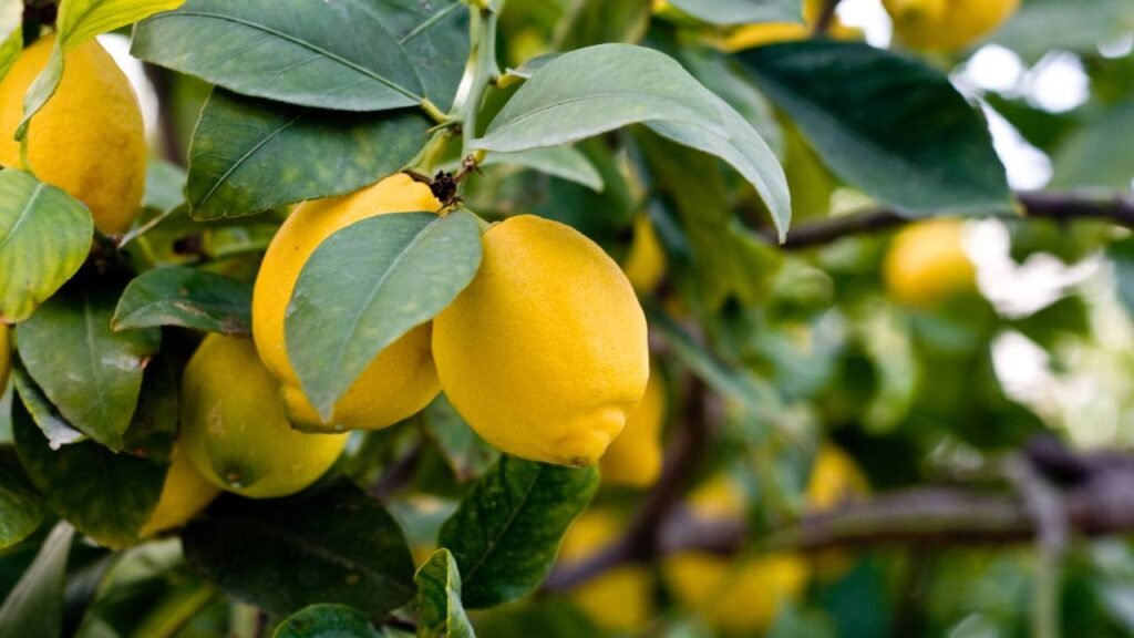 Esqueça os adubos caros, essa receita caseira muda tudo no seu limoeiro