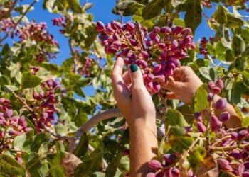 Essa árvore demora anos pra frutificar, mas entrega sabor e sombra pra vida toda