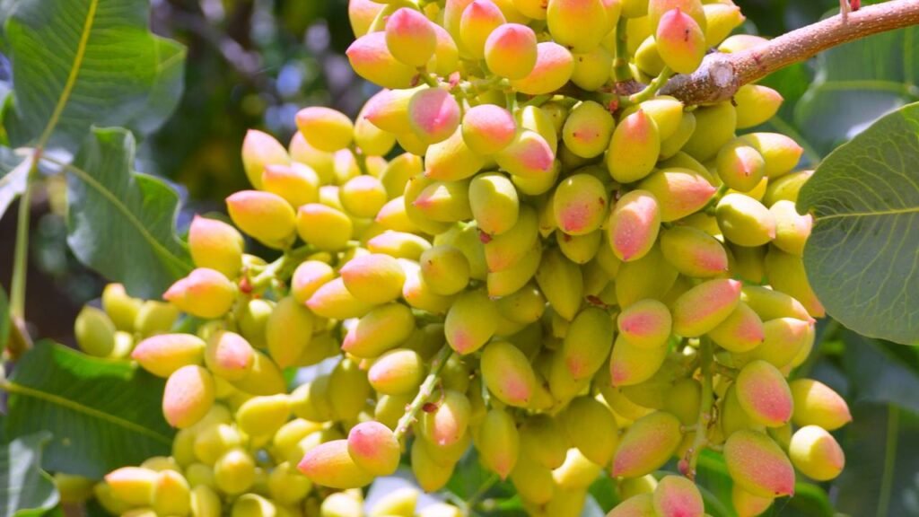 Essa árvore demora anos pra frutificar, mas entrega sabor e sombra pra vida toda