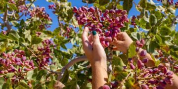 Como cuidar de uma árvore que é um ouro verde e quanto tempo leva para dar frutos
