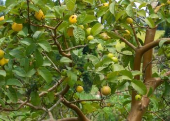 Essa árvore transforma seu quintal em um refúgio com sombra e frutos