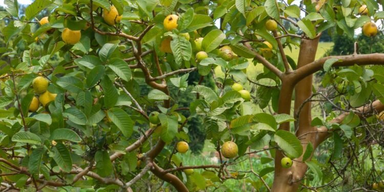 Essa árvore transforma seu quintal em um refúgio com sombra e frutos