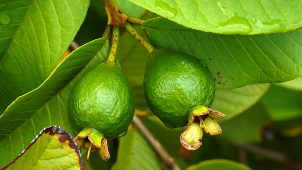 Essa árvore transforma seu quintal em um refúgio com sombra e frutos