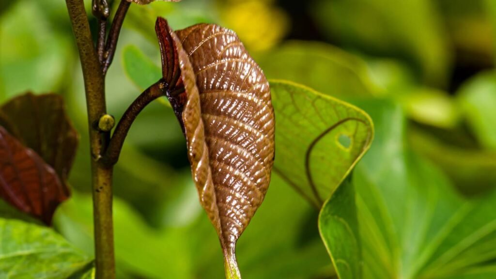 Essa árvore transforma seu quintal em um refúgio com sombra e frutos