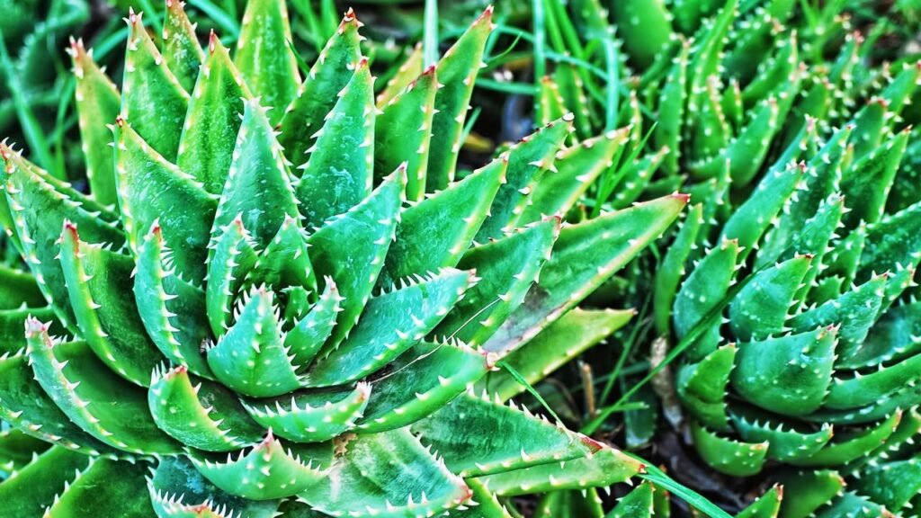 Transforme seu jardim com essas plantas que quase não exigem cuidados